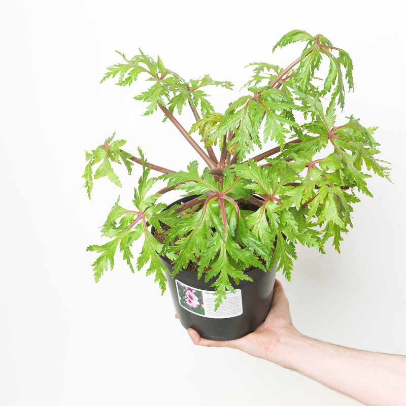 Geranium maderense | Giant Herb-Robert — 19cm / 3L