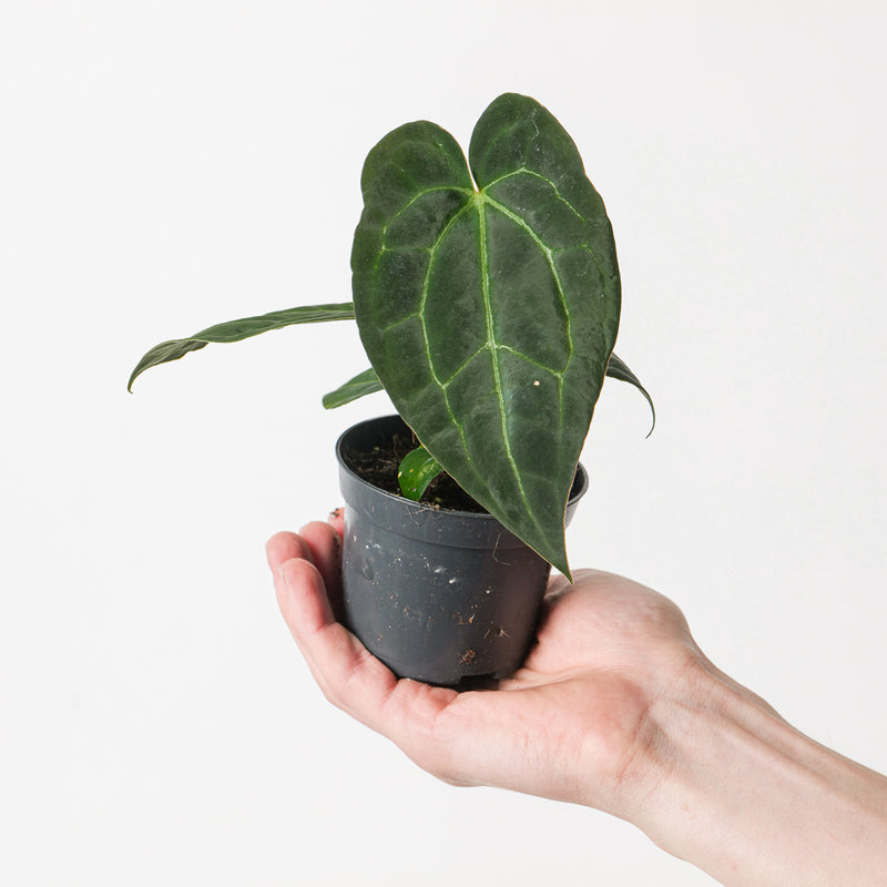 Anthurium crystallinum 'Dark Form' — 9cm