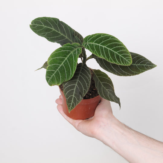 Ardisia gigantifolia 10.5cm Plants GrowTropicals