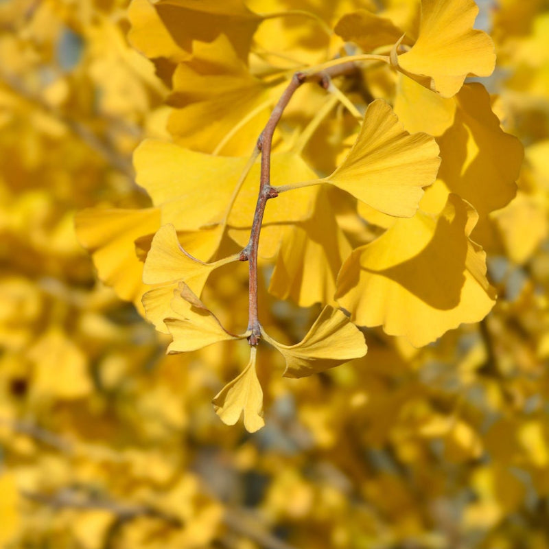 Ginkgo biloba 'Fastigiata Blagon' Plants - Outdoor GROW TROPICALS