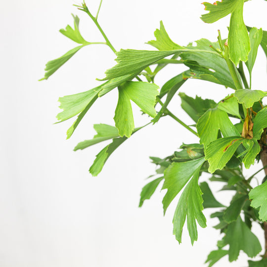 Ginkgo biloba Plants - Outdoor GROW TROPICALS