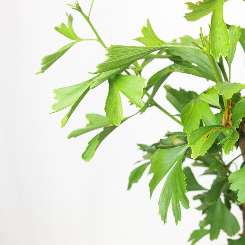 Ginkgo biloba Plants - Outdoor GROW TROPICALS