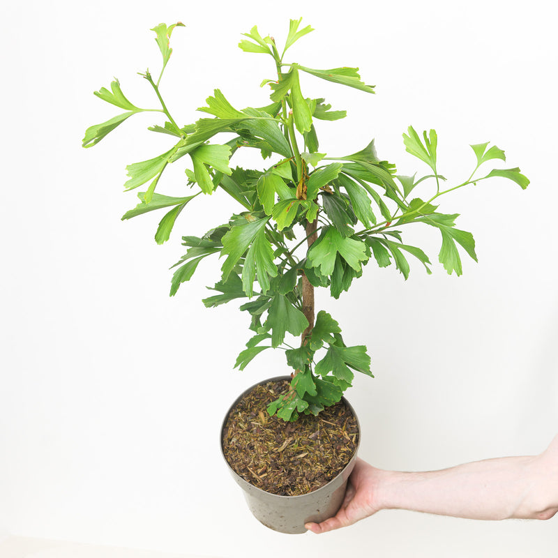 Ginkgo biloba — 20cm / 3.5L