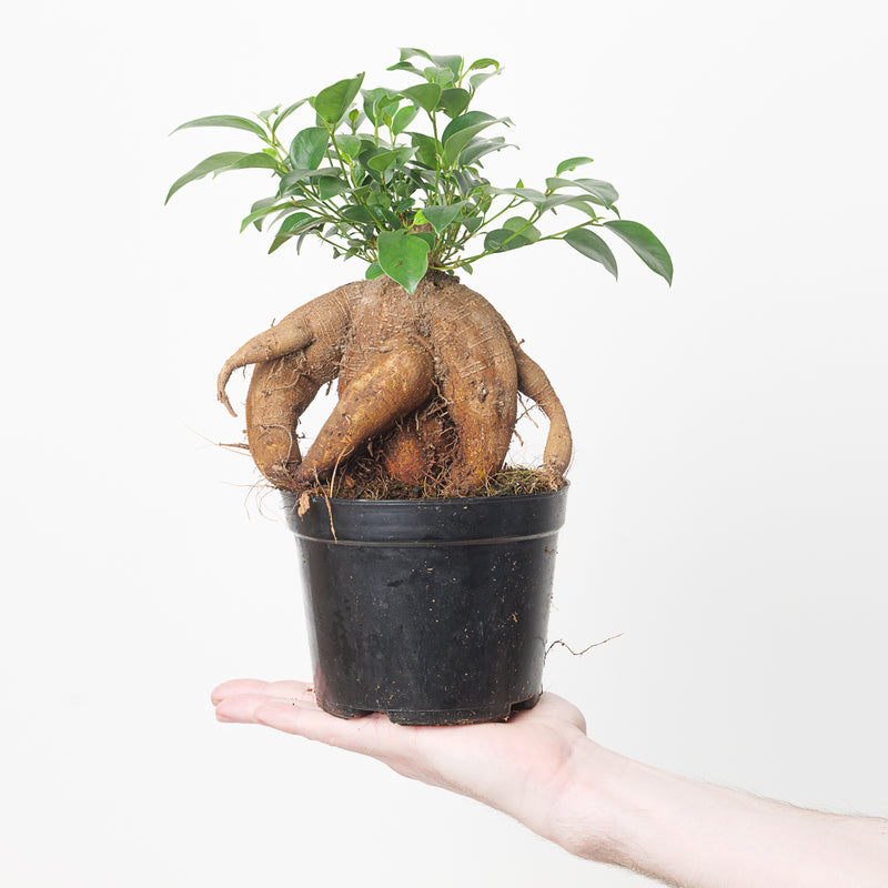 Ficus Retusa | Ficus Ginseng 'Bonsai Tree' 14cm Plants GrowTropicals