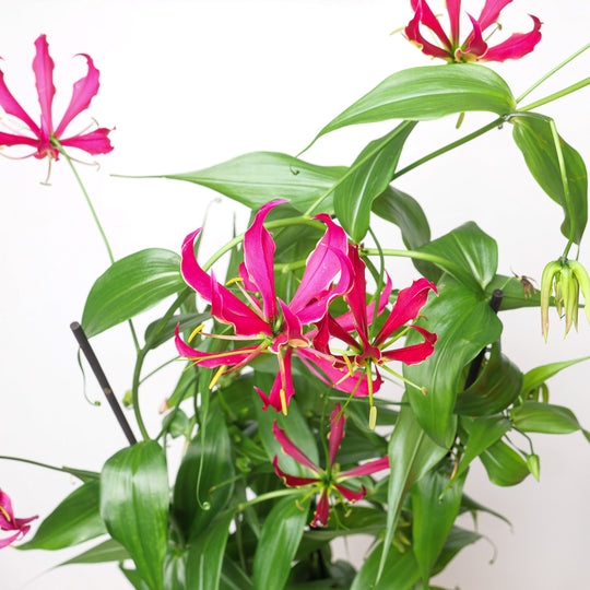 Gloriosa superba 'Rothschildiana' Plants - Outdoor GROW TROPICALS