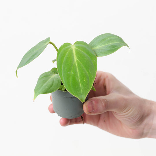 Philodendron gloriosum 6cm Plants GrowTropicals