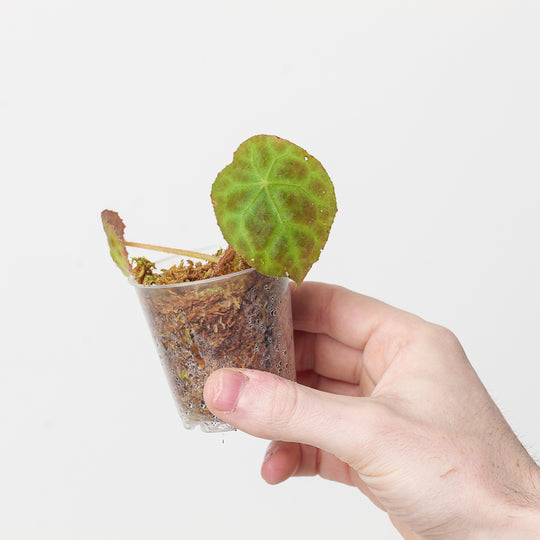 Begonia goegoensis Plants GrowTropicals