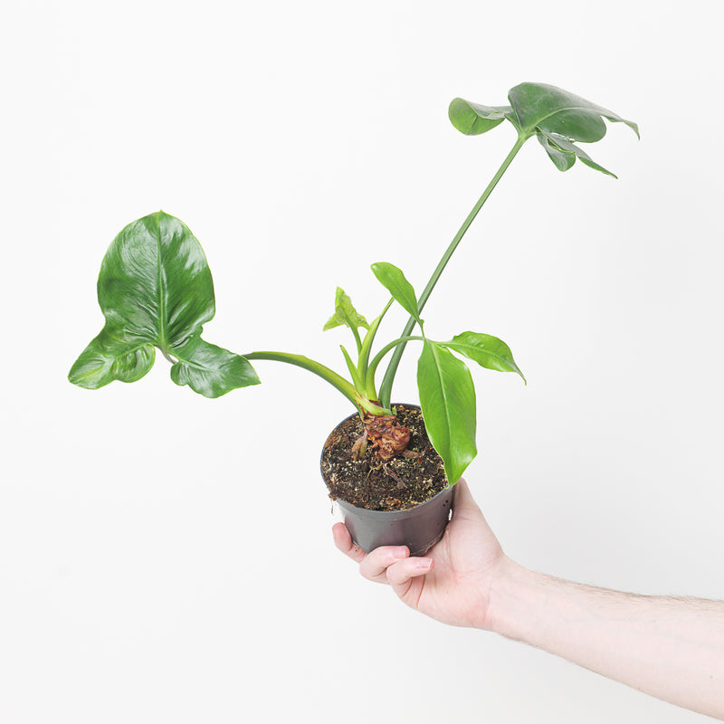 Thaumatophyllum spruceanum | Philodendron goeldii — 12cm