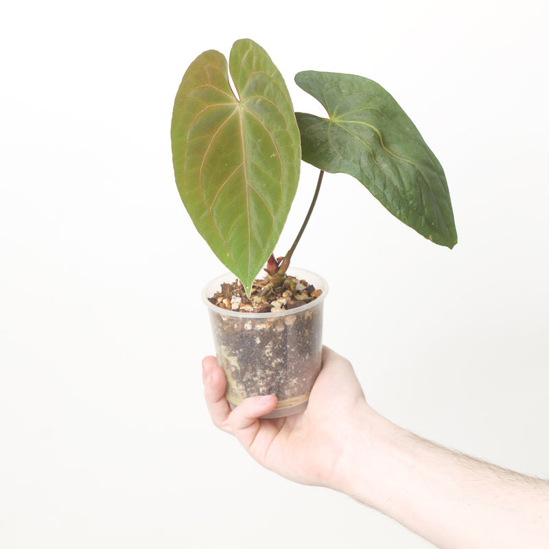 Anthrium Goliath x Dark Phoenix Plants GrowTropicals