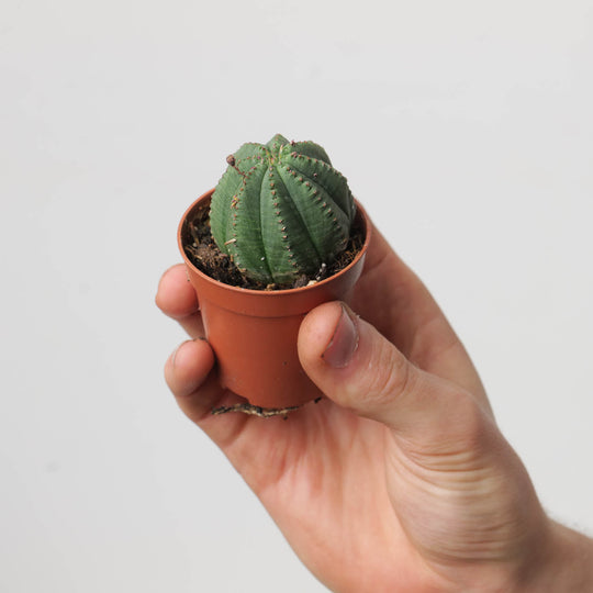 Euphorbia obesa 'Gingham Golf Ball' Plants GrowTropicals