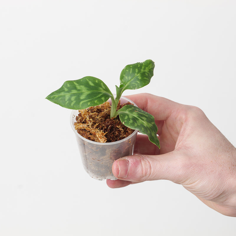 Goodyera daibuzanensis Plants GrowTropicals