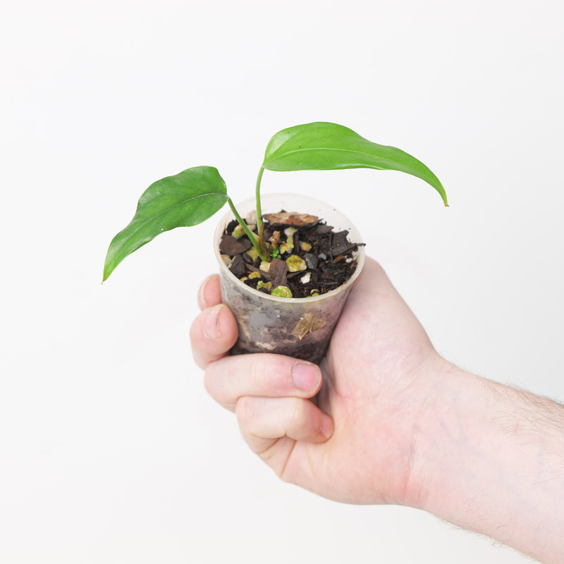 Monstera gracilis 6cm Plants GrowTropicals