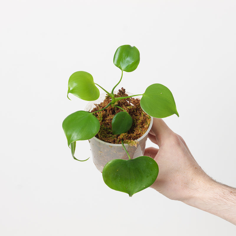 Philodendron grazielae Plants GrowTropicals