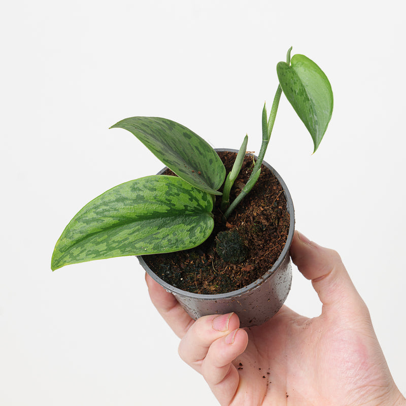 Scindapsus 'Green Army' 9cm Plants GrowTropicals