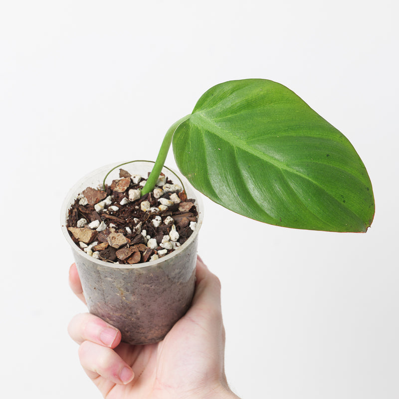 Philodendron gribbianum 9cm Plants GrowTropicals