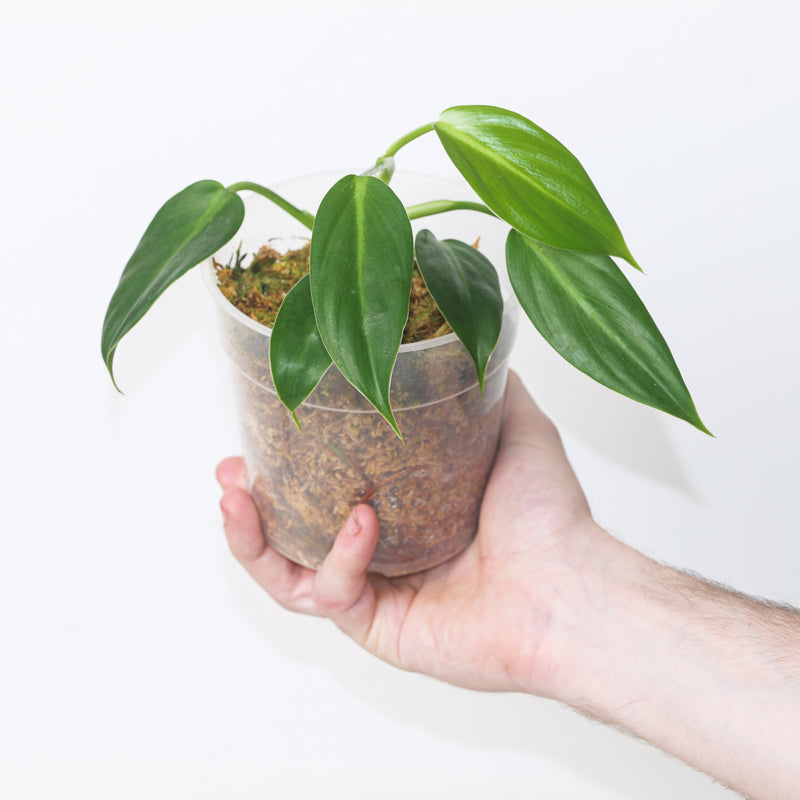Philodendron gribbianum Plants GrowTropicals