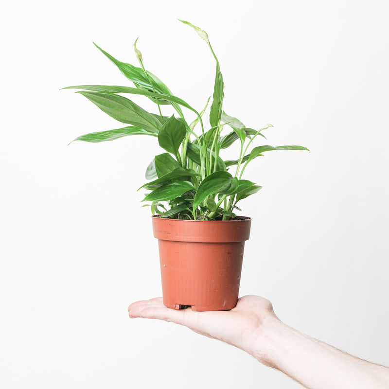 Spathiphyllum 'Korto' Plants GrowTropicals