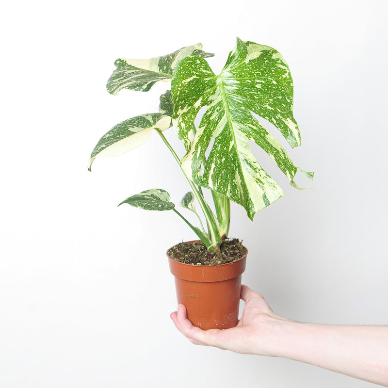 Imperfect Monstera deliciosa 'Creme Brulee' Plants GrowTropicals