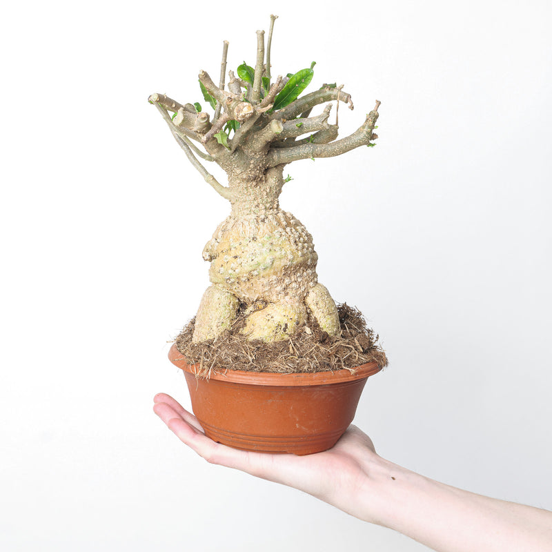 Fockea edulis 17cm Plants GrowTropicals