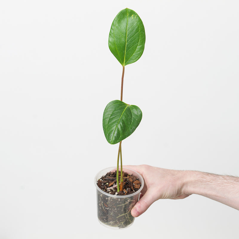 Anthurium cf. grubii — 12cm