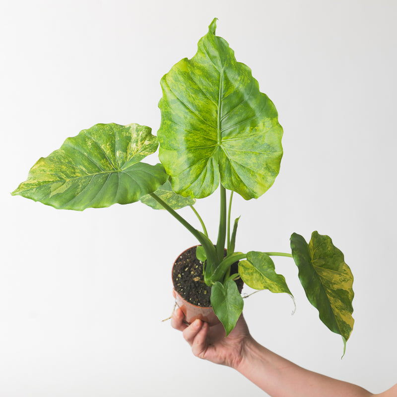 Alocasia gageana 'Aurea Variegated' 10.5cm (A+ Variegation) Plants GrowTropicals
