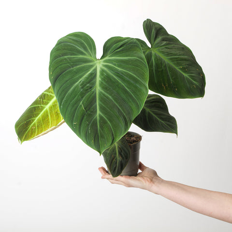 Imperfect Philodendron rubrijuvenile ('El Choco Red') Plants GrowTropicals