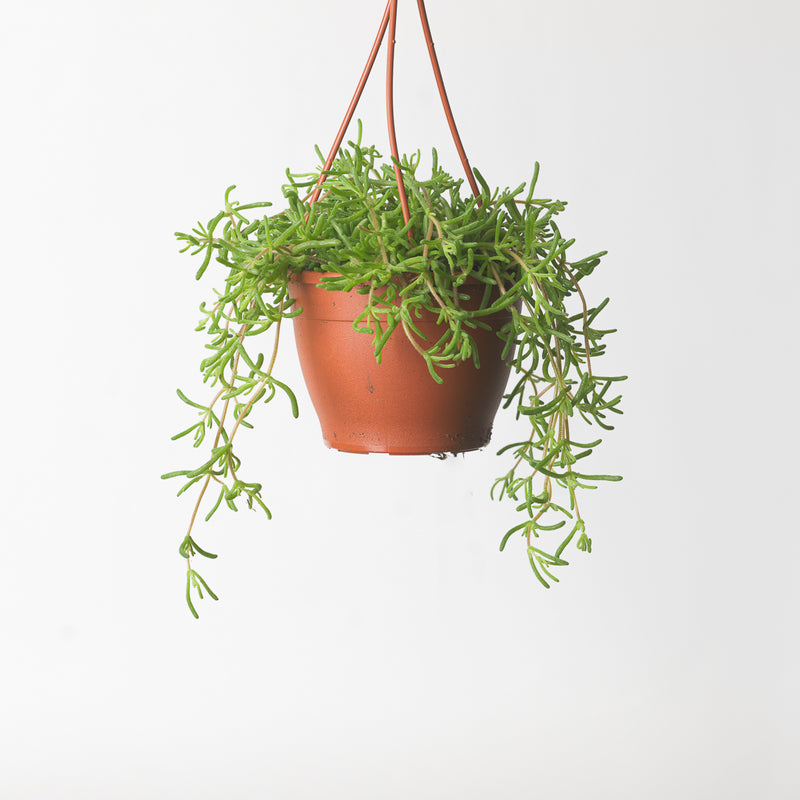 Senecio 'Twinkle Little Star' 12cm Plants GrowTropicals
