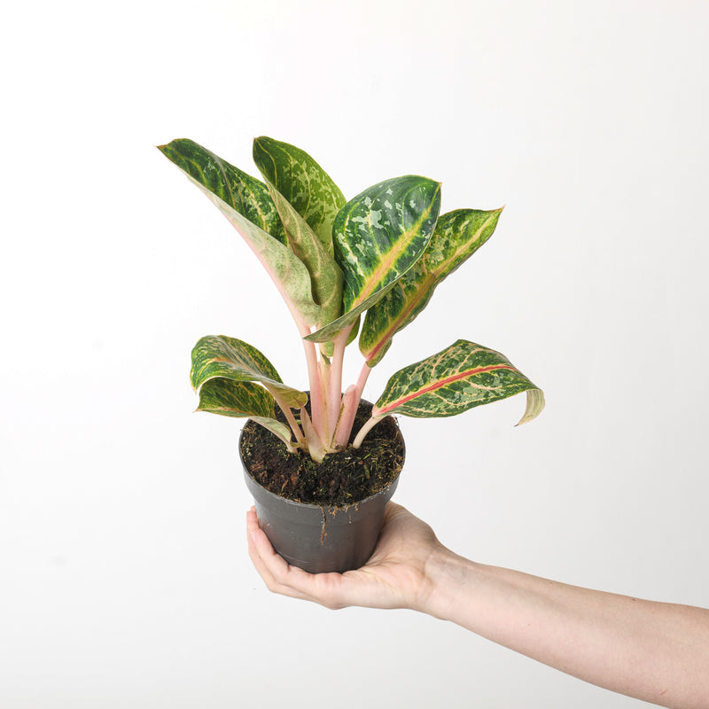 Aglaonema 'Orange Flame' Plants GrowTropicals