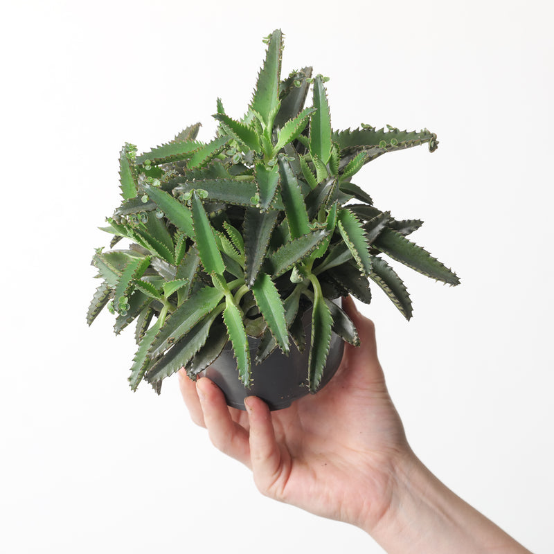 Kalanchoe daigremontiana | Mother of Thousands Plants GrowTropicals