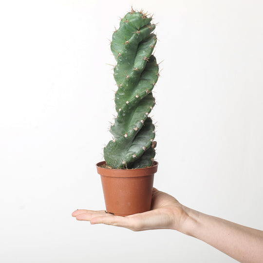 Cereus forbesii 'Spiralis' Plants GrowTropicals