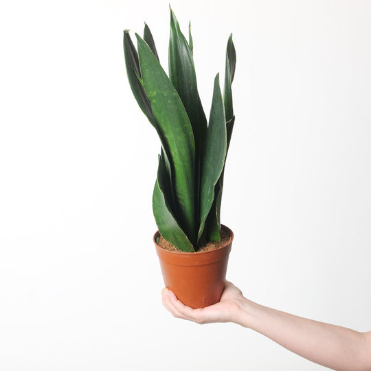 Sansevieria trifasciata 'Black Diamond' Plants GrowTropicals