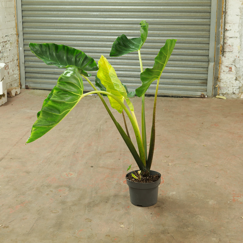 Alocasia New Guinea Gold XL — 23cm
