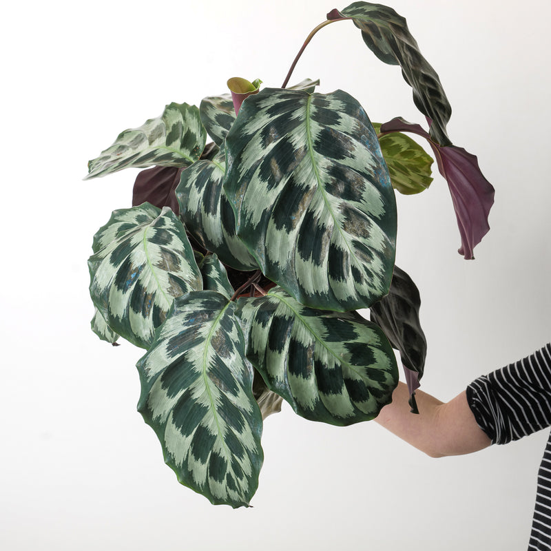 Calathea 'Helen Kennedy' Plants GrowTropicals