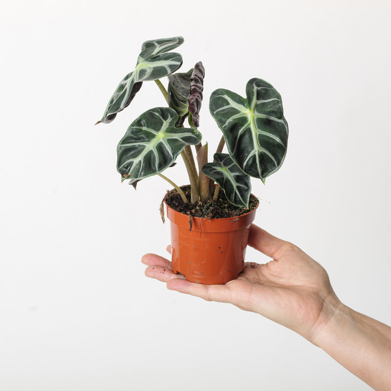 Alocasia 'Balloon Heart' 9cm Plants GrowTropicals