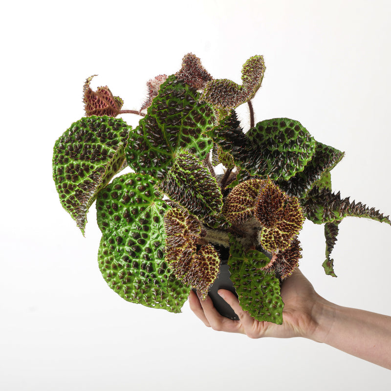 Begonia melanobullata 14cm Plants GrowTropicals