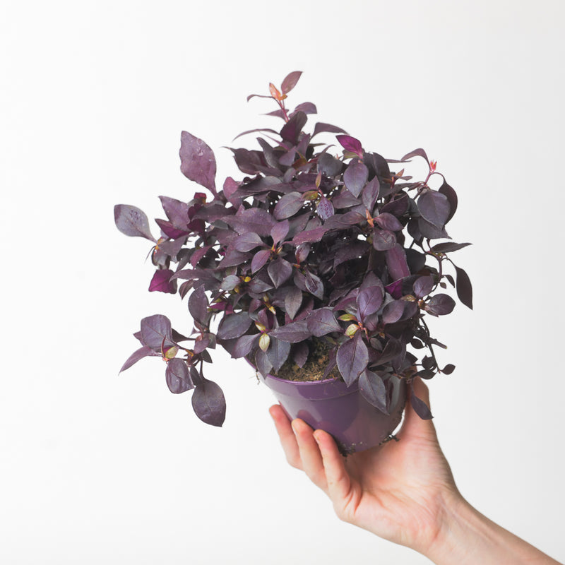 Alternanthera 'Dentata' Plants GrowTropicals