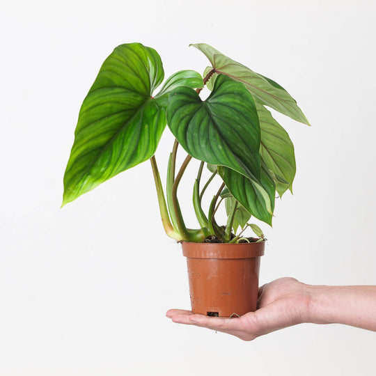 Philodendron Plowmanii 10.5cm Plants GrowTropicals