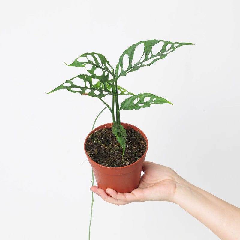 Rare Monstera Bundle — Default Title