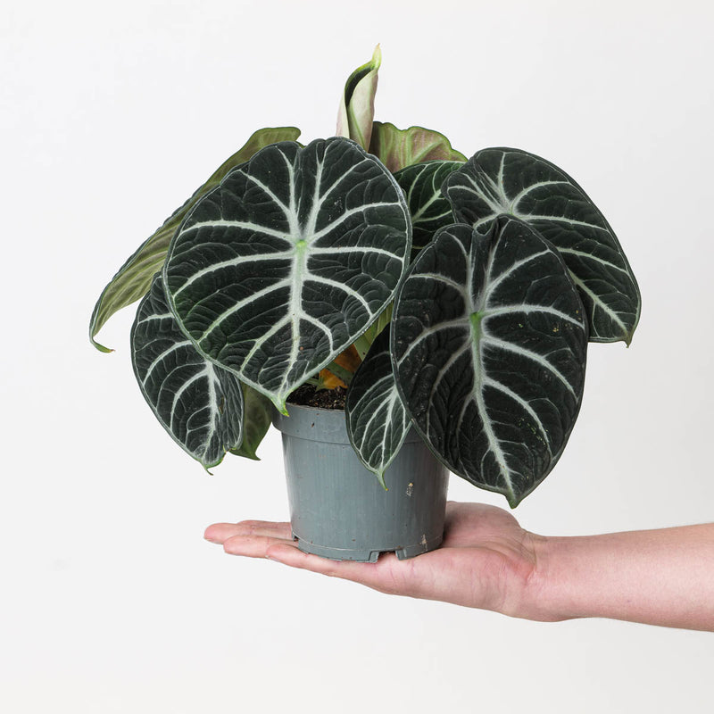 Imperfect Alocasia Ninja Plants GrowTropicals