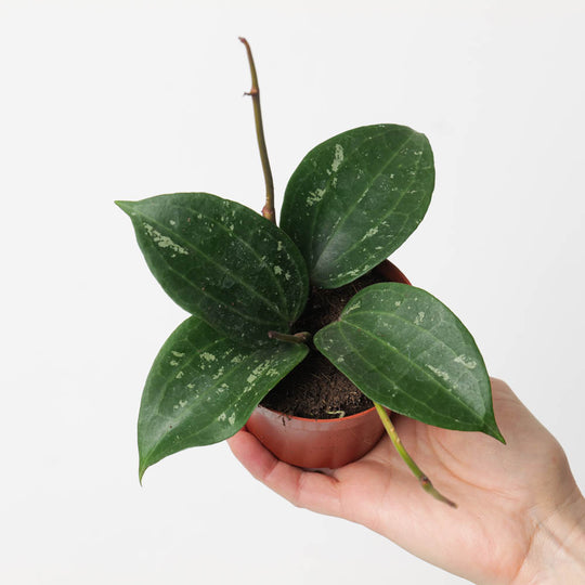 Hoya latifolia Splash Plants GrowTropicals