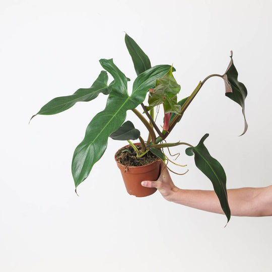 Philodendron mexicanum 15cm Plants GrowTropicals