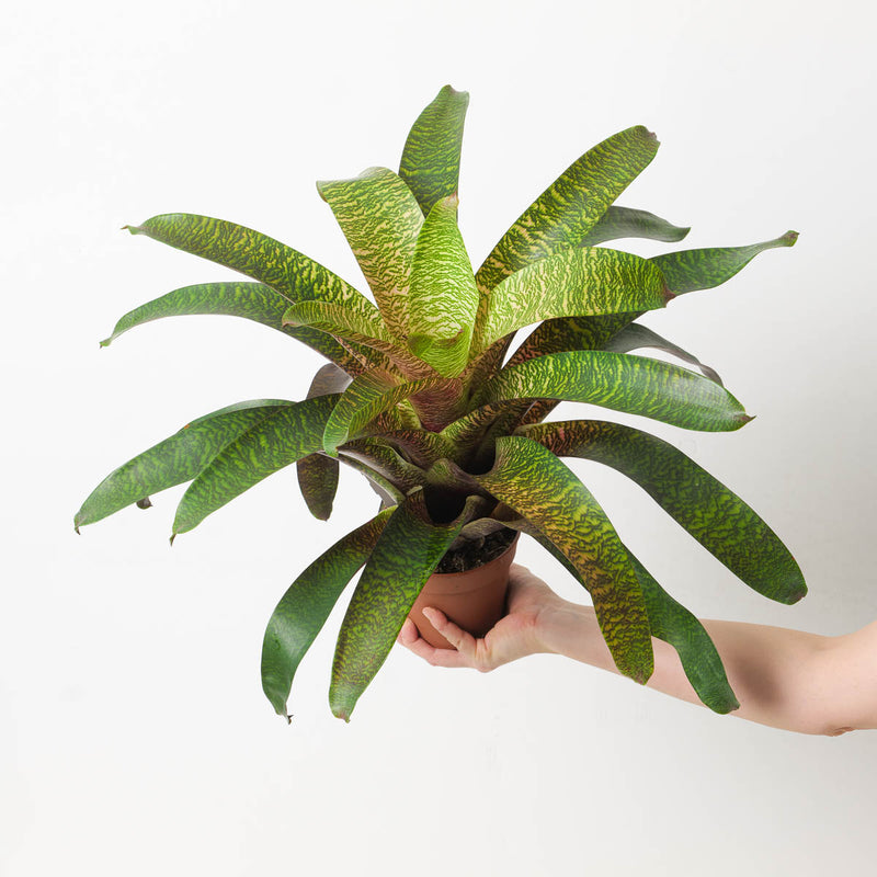 Vriesea sp. 16 Plants GrowTropicals