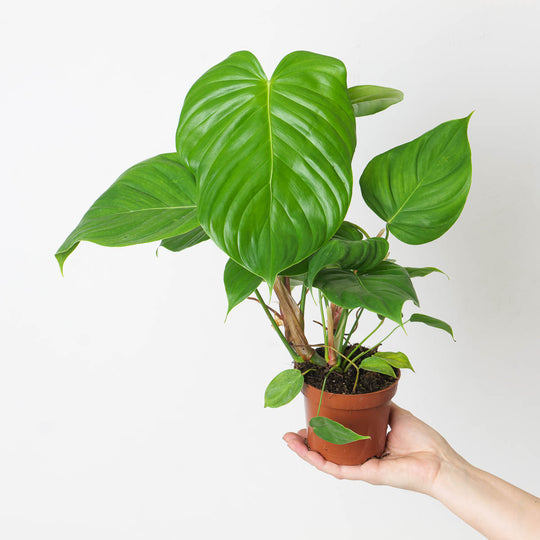 Philodendron grandipes 10.5cm Plants GrowTropicals