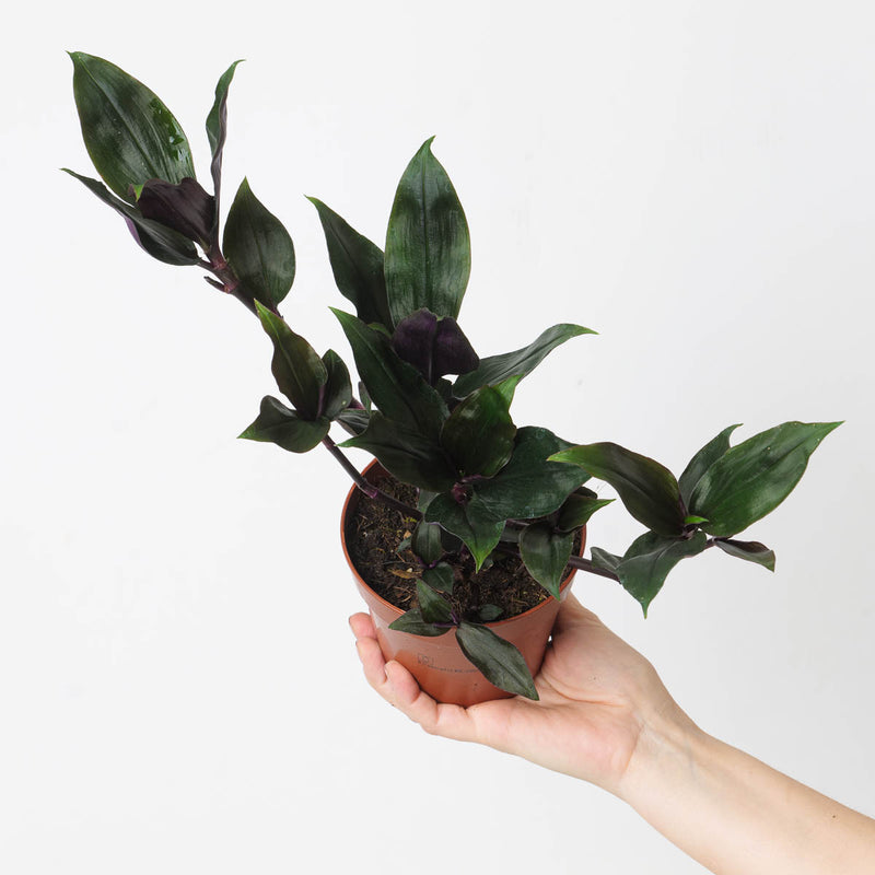 Tradescantia Spathacea 'Roxxo' 12cm Plants GrowTropicals