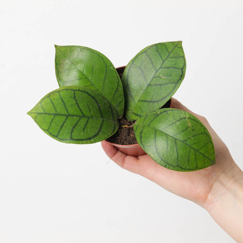 Hoya ranauensis Plants GrowTropicals