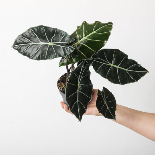 Alocasia watsoniana 'Dark Glossy' 11cm Plants GrowTropicals