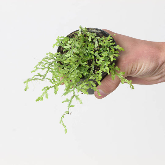 Selaginella serpens Plants GrowTropicals