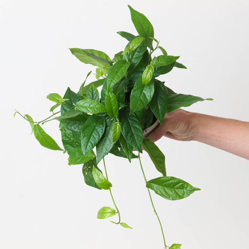 Ficus sagittata 'Radicans' Plants GrowTropicals