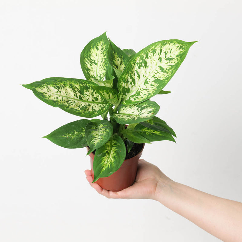 Dieffenbachia compacta Plants GrowTropicals
