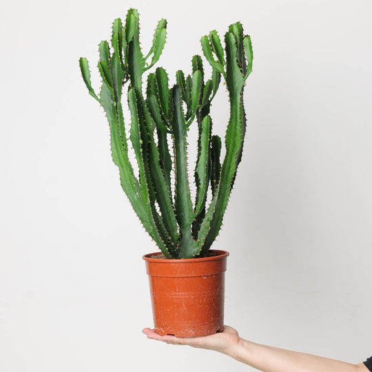 Euphorbia triangularis Plants GrowTropicals